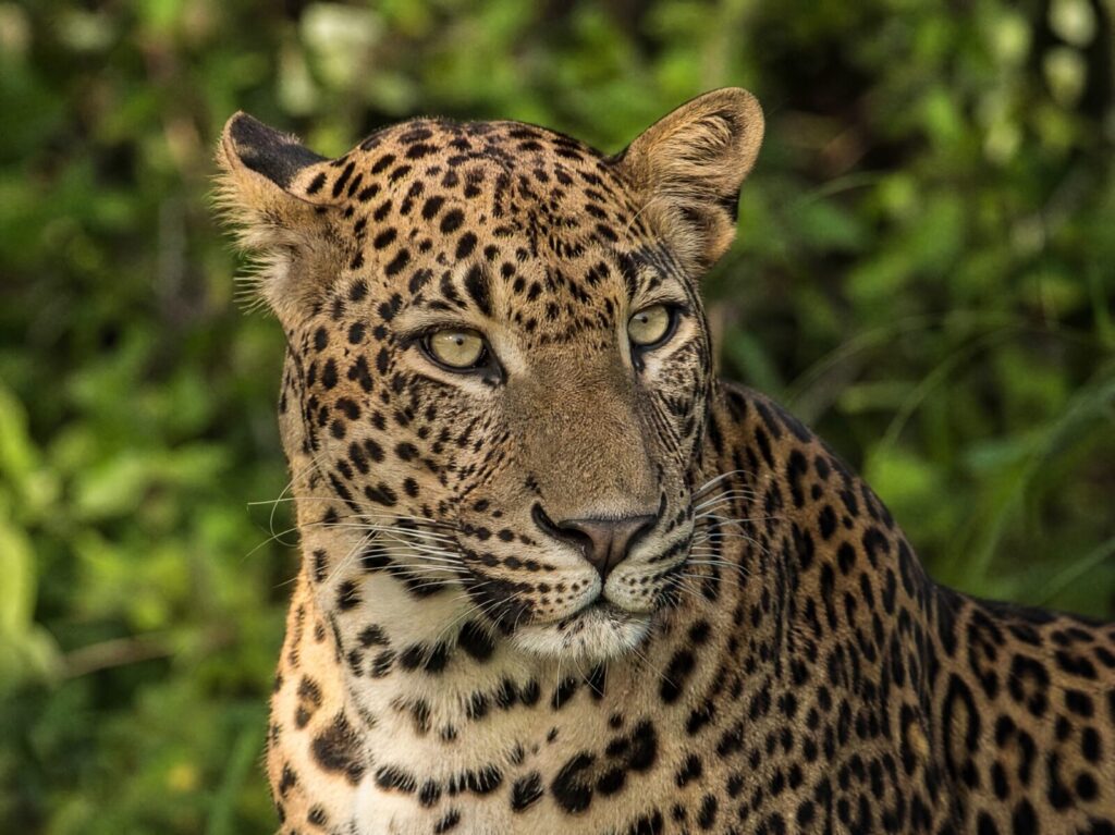 Sri Lankan leopard in the jungle