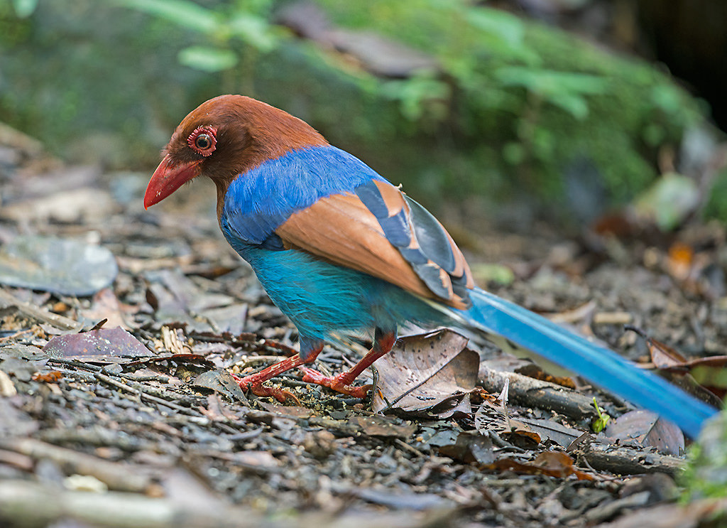 Sri Lanka blue magpie