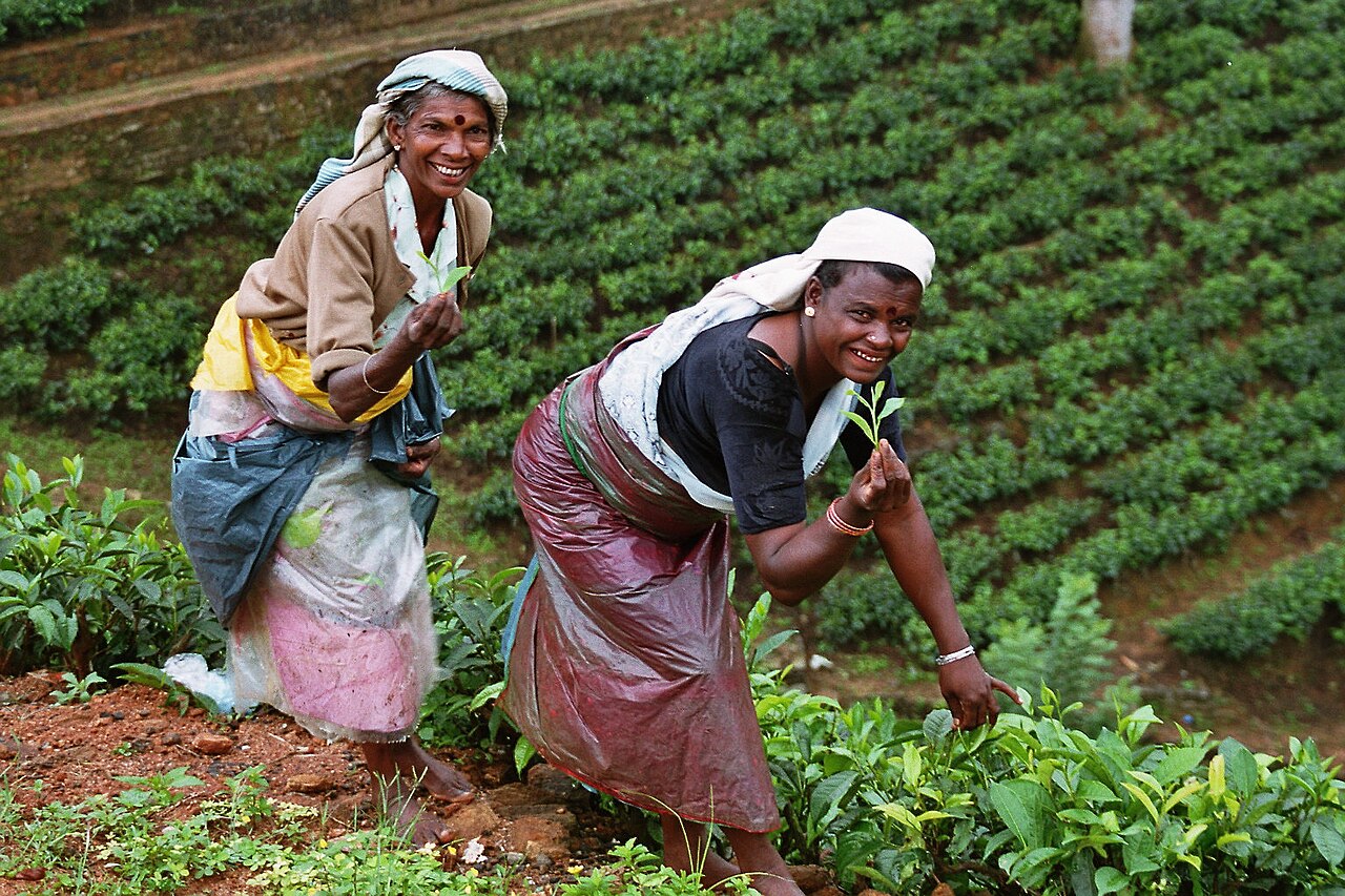 Tea pluckers on a Sri Lankan tea plantation